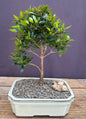 Flowering Brush Cherry Bonsai Tree - Medium   (Eugenia Myrtifolia)