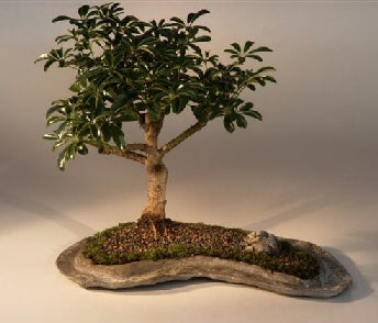 Hawaiian Umbrella Bonsai Tree on a Rock Slab   (arboricola schefflera 'luseanne')