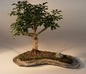 Hawaiian Umbrella Bonsai Tree on a Rock Slab   (arboricola schefflera 'luseanne')