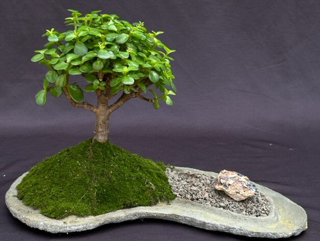 Baby Jade on Rock Slab Bonsai Tree  (Portlacaria Afra)