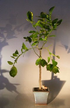Flowering Persian Lime  Bonsai Tree   (citrus latifolia)