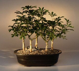 Hawaiian Umbrella Bonsai Tree Five Tree Forest Group  (arboricola schefflera 'luseanne')