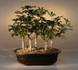 Hawaiian Umbrella Bonsai Tree Five Tree Forest Group  (arboricola schefflera 'luseanne')
