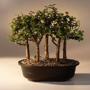 Baby Jade Bonsai Tree  Five Tree Forest Group   (Portulacaria Afra)