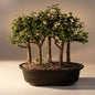 Baby Jade Bonsai Tree  Five Tree Forest Group   (Portulacaria Afra)