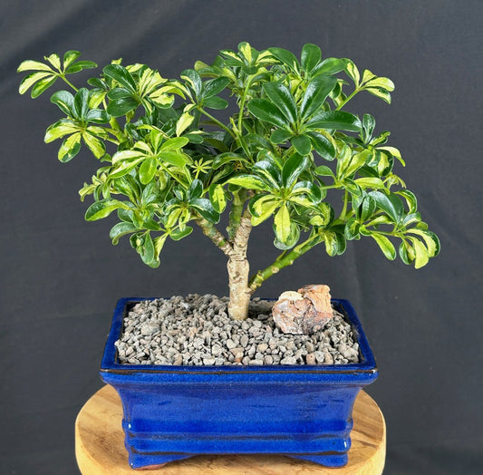 Golden Hawaiian Umbrella Bonsai Tree - Small  (arboricola schefflera 'luseanne')