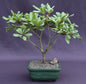Flowering Japanese Mock Orange Bonsai Tree - Variegated  (pittosporum tobira variegata)