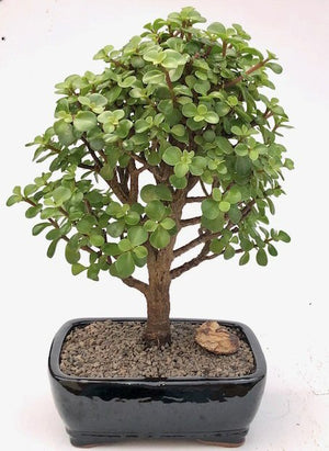 Bonsai Trees