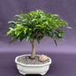 Oriental Ficus Bonsai Tree - Medium  (ficus benjamina 'orientalis')