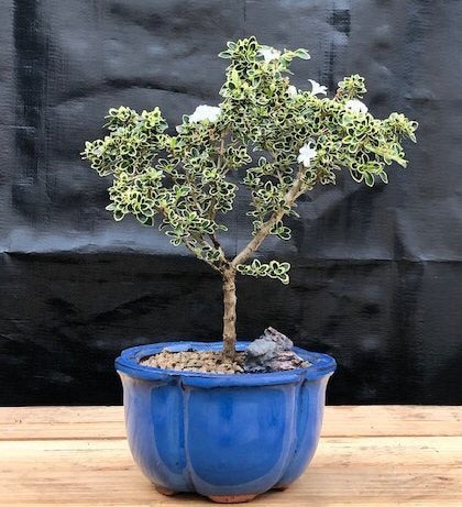 Flowering Mount Fuji Serissa Bonsai Tree - Small  (Serissa Foetida)