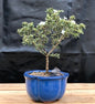 Flowering Mount Fuji Serissa Bonsai Tree - Small  (Serissa Foetida)