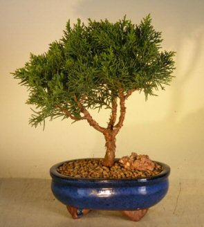 Shimpaku Bonsai Tree - Medium  (shimpaku itoigawa)