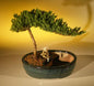 Juniper Bonsai Tree/Water Bonsai Pot - Medium  (juniper procumbens "nana")