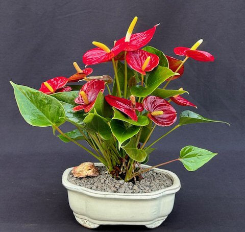 Flowering Red Anthurium ("small talk") Bonsai Tree  (anthurium andraeanum)
