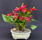 Flowering Red Anthurium ("small talk") Bonsai Tree  (anthurium andraeanum)