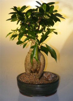 Ginseng Ficus Bonsai Tree - Large   (Ficus Retusa)