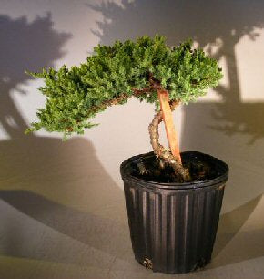 Pre Bonsai Juniper Bonsai Tree - Staked  (Juniper Procumbens "nana")