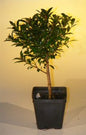 Pre Bonsai Flowering Brush Cherry Bonsai Tree - Small  (eugenia myrtifolia)