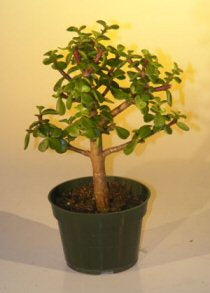 Pre Bonsai Baby Jade Bonsai Tree  - Medium  (Portulacaria Afra)