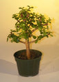 Pre Bonsai Baby Jade Bonsai Tree  - Medium  (Portulacaria Afra)