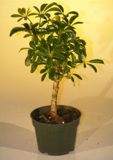 Pre Bonsai Hawaiian Umbrella Bonsai Tree - Small  (arboricola schefflera 'luseanne')