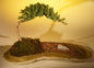 Juniper Bonsai Tree Planted on a Rock Slab  (juniper procumbens "nana")