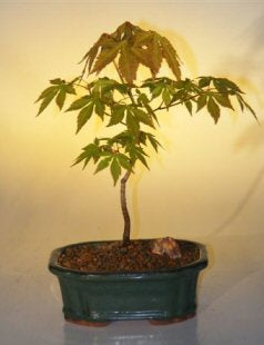 Japanese Green Maple Bonsai Tree - Small   (acer palmatum)