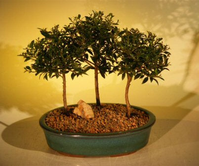 Flowering Brush Cherry Bonsai Tree  Three (3) Tree Forest Group   (eugenia myrtifolia)
