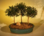 Flowering Brush Cherry Bonsai Tree  Three (3) Tree Forest Group   (eugenia myrtifolia)