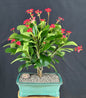 Flowering Crown of Thorns Bonsai Tree - Red / Salmon  (euphorbia milii)