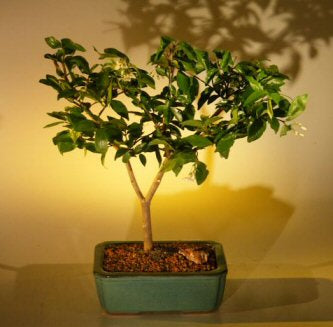 Flowering Water Jasmine Bonsai Tree - Medium   (wrightia religiosa)