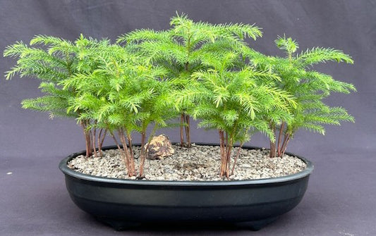 Norfolk Island Pine Bonsai Tree Five Tree Forest Group  (araucaria heterophila)