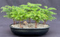 Norfolk Island Pine Bonsai Tree Five Tree Forest Group  (araucaria heterophila)