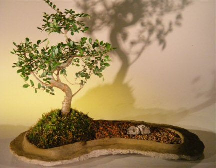 Chinese Elm Bonsai Tree  On Rock Slab  (ulmus parvifolia)