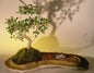 Chinese Elm Bonsai Tree  On Rock Slab  (ulmus parvifolia)