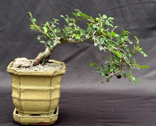 Chinese Elm Bonsai Tree - Semi Cascade Style  (ulmus parvifolia)