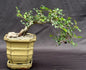 Chinese Elm Bonsai Tree - Semi Cascade Style  (ulmus parvifolia)