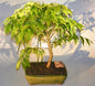 Flowering Water Jasmine Bonsai Tree - Large   (wrightia religiosa)