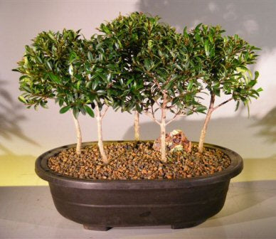 Flowering Brush Cherry Bonsai Tree  Five Tree Forest Group   (eugenia myrtifolia)