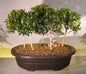Flowering Brush Cherry Bonsai Tree  Five Tree Forest Group   (eugenia myrtifolia)