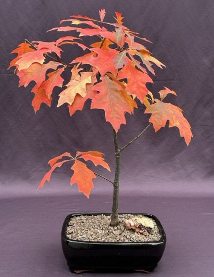 Pin Oak Bonsai Tree   ('quercus palustris')