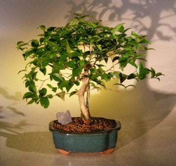Flowering Surinam Cherry Bonsai Tree   (eugenia uniflora)