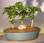 Flowering Fukien Tea Bonsai Tree  Three Tree Forest Group - Small  (ehretia microphylla)