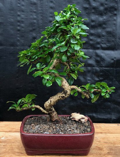 Fukien Tea Flowering Bonsai Tree  - Extra Large Curved Trunk Style  (ehretia microphylla)