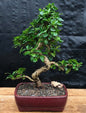 Fukien Tea Flowering Bonsai Tree  - Extra Large Curved Trunk Style  (ehretia microphylla)