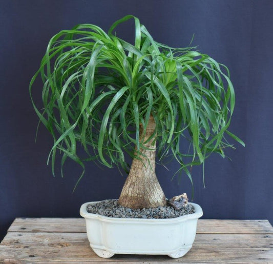 Ponytail Palm Bonsai Tree - Medium  (beaucamea recurvata)