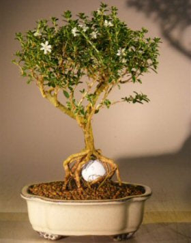 Flowering Mount Fuji Serissa - With Golf Ball   (serissa foetida)