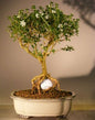 Flowering Mount Fuji Serissa - With Golf Ball   (serissa foetida)