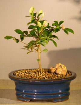 Flowering Lavender Star Flower Bonsai Tree - Small   (Grewia Occidentalis)