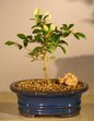 Flowering Lavender Star Flower Bonsai Tree - Small   (Grewia Occidentalis)